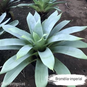 Bromelia imperial verde