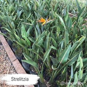 Estrelítzia – Strelitzia reginae