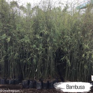 bambuza