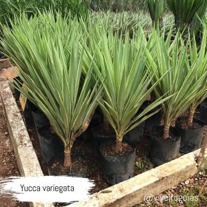 yucca variegata