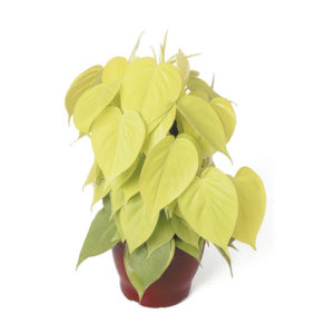 philodendron-amarelo