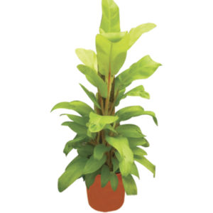 philodendron-golden