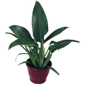 philodendron-pacov
