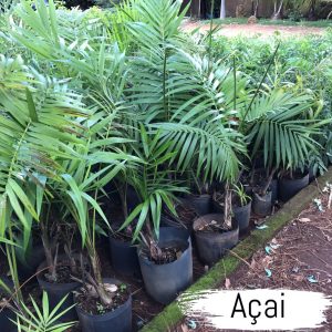 açai