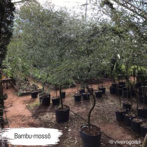 bambu mossô