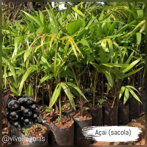 açao sacola