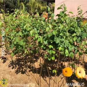 8DF21C1F-E421-475E-A92E-2D8E4869CEF1