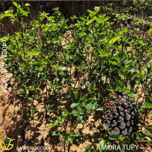 AA0BACD3-7888-4903-8D1A-DB564D25A74E