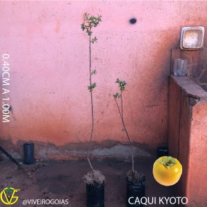 B2599395-B2C4-4028-861D-275048F58199