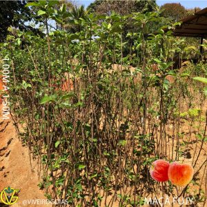 E5DE81B2-A50D-4C41-AA07-72528D637A0E