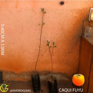 E71FC2C6-9EA8-4B51-8471-AC95F0629821