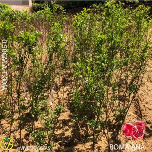 EE1616F7-D614-4062-8BD1-CE2DCB4FD6B9