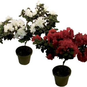 AZALEIA ARVORE POTE 15